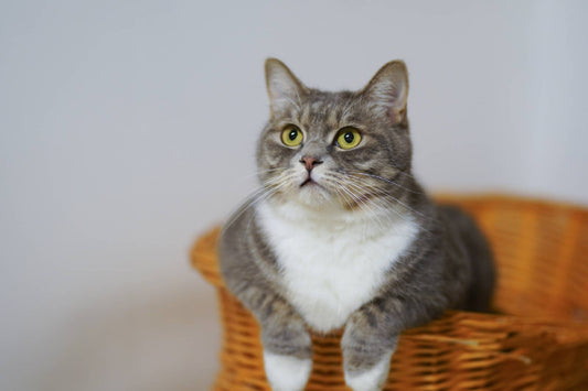 San Francisco Cats