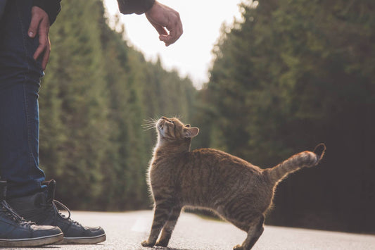 Why Cats?
